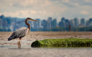 Bird water grassy city cloudy - a cloudy day free wallpaper