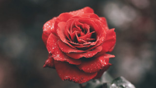 Red rose water droplets blurry 5 - petal free wallpaper