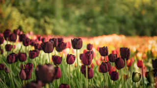 Tulip field bokeh rich colors - rich deep color free wallpaper
