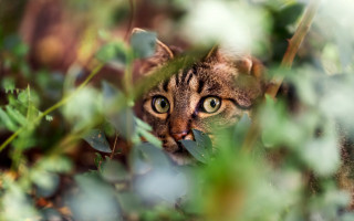 Curious cat peeking leaves grass - primitivism free wallpaper