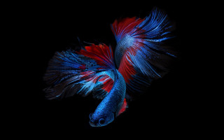 Red blue fish long tail - fish free wallpaper