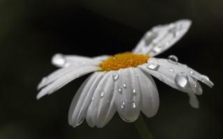 White flower water droplets macro 10 - a yellow center free wallpaper