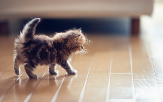 Kitten wood flooring rug arabesque - hard free wallpaper