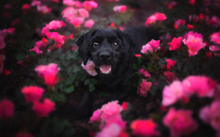 Black dog pink flowers blurry - f1.4 free wallpaper
