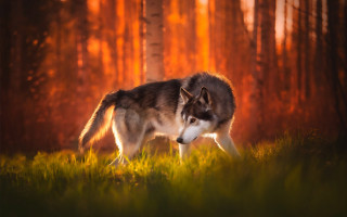 Wolf forest sunset autumn leaves - the background and a sunbeam in the foreground free wallpaper