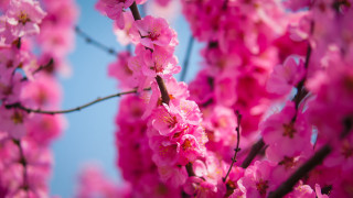 Pink sakura blossoms branch blue - asai chū free wallpaper