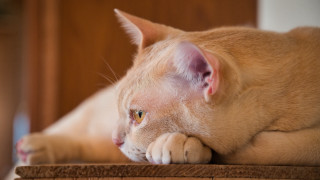 Cat wooden table white cat - a wooden chair free wallpaper