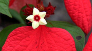 Dominic fegallia red white flower - flower free wallpaper for desktop