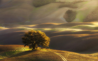 Lone tree field sunset ocean - photograph free wallpaper for desktop