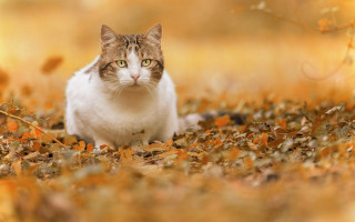 Cat leaves autumn blurry fire - a field of leaves free wallpaper