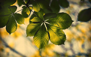 Green leaf autumn blurry background - a green leaf free wallpaper