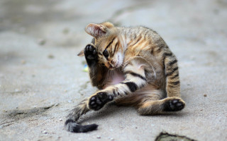 Kitten playing toy sand glamor - a toy free wallpaper