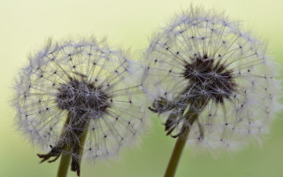 Two dandelions white seeds green - a blurry background behind them free wallpaper
