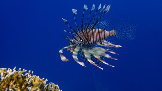 Lionfish blue water corals sponges - underwater free wallpaper for desktop