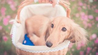 Dog basket hand head shiba - chang daichien free wallpaper for desktop