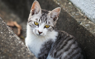 Sad cat on rock wall 2 - a rock wall free wallpaper