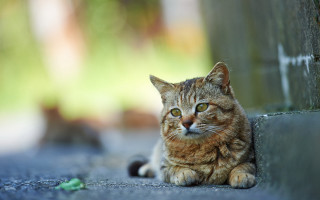 Cat wall green bokeh animal - the ground next free wallpaper