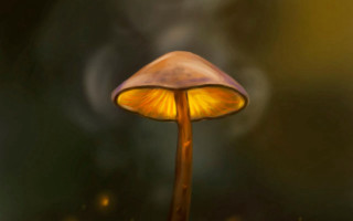 Mushroom yellow light smoke digital - a mushroom free wallpaper