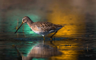 Seagull reflection water beach sunset - its beak free wallpaper