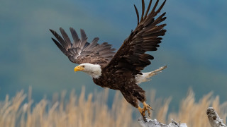 Bald eagle flying over dry - bald free wallpaper