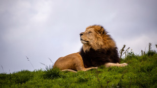 Lioness laying grassy field cloudy - a grassy field free wallpaper for desktop