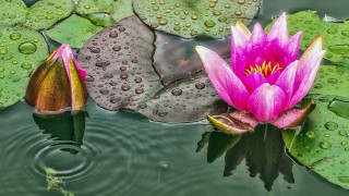 Pink flower floating pond lily - the water surface free wallpaper