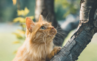 Cat sitting tree branch looking - its paw free wallpaper for desktop