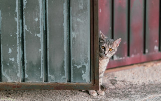 Cat peering window peeling paint - a red door free wallpaper