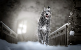 Dog snow running light shining - a door free wallpaper