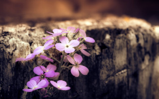 Purple flowers crack wall brown - purple flower free wallpaper