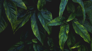 Green leafy plant light shadow - a green leafy plant free wallpaper for desktop