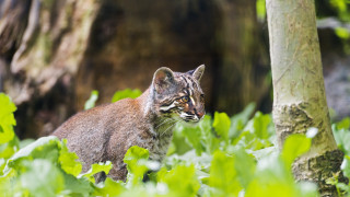 Cat grass trees bushes outdoors - a cat free wallpaper