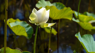 White flower water lilies green - water lily free wallpaper