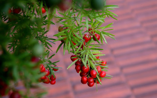 Berry plant leaves bokeh macro - a close up of a plant free wallpaper
