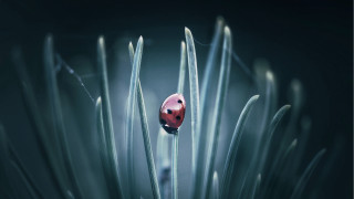 Ladybug green plant macro bubble - thin free wallpaper for desktop