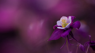 Purple flower macro kimono lily - purple flower free wallpaper