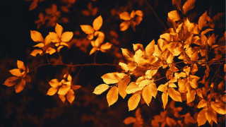 Autumn leaves tree night butterfly - a blurry background of the leaves free wallpaper