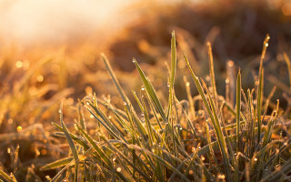 Dew sunshine green grass autumn - dew free wallpaper