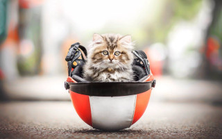 Cat helmet headphones street photorealistic - a helmet free wallpaper