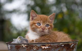 Kitten bucket bird mouth blue - mouth free wallpaper