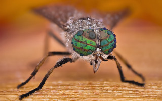 Green black insect macro bokeh - a wooden surface free wallpaper for desktop