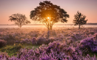Field tree purpleflowers sunset nature - nature free wallpaper