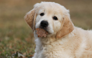 Dog bone grass leaf autumn - surrealism free wallpaper