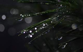 Pine water drops moon bokeh - needle free wallpaper