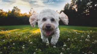 White dog running field flowers - a white dog free wallpaper for desktop
