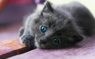 Small gray kitten blue eyes 3 - a mouse free wallpaper