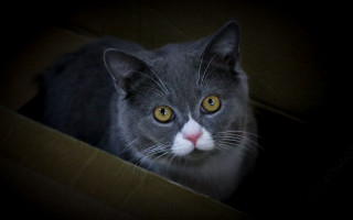 Cat yellow eyes serious box - a box free wallpaper for desktop