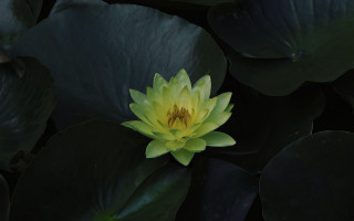 Yellow flower green leaves water - the sunlight free wallpaper