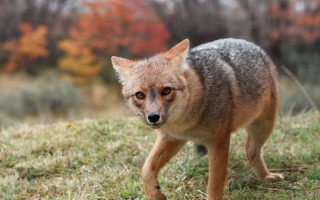Small fox autumn leaves blurry - a small fox free wallpaper