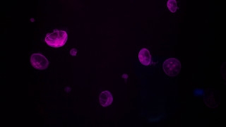 Jellyfish darkwater night purpleglow holography - bioluminescence free wallpaper